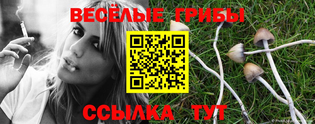 Псилоцибиновые грибы Psilocybe Торжок